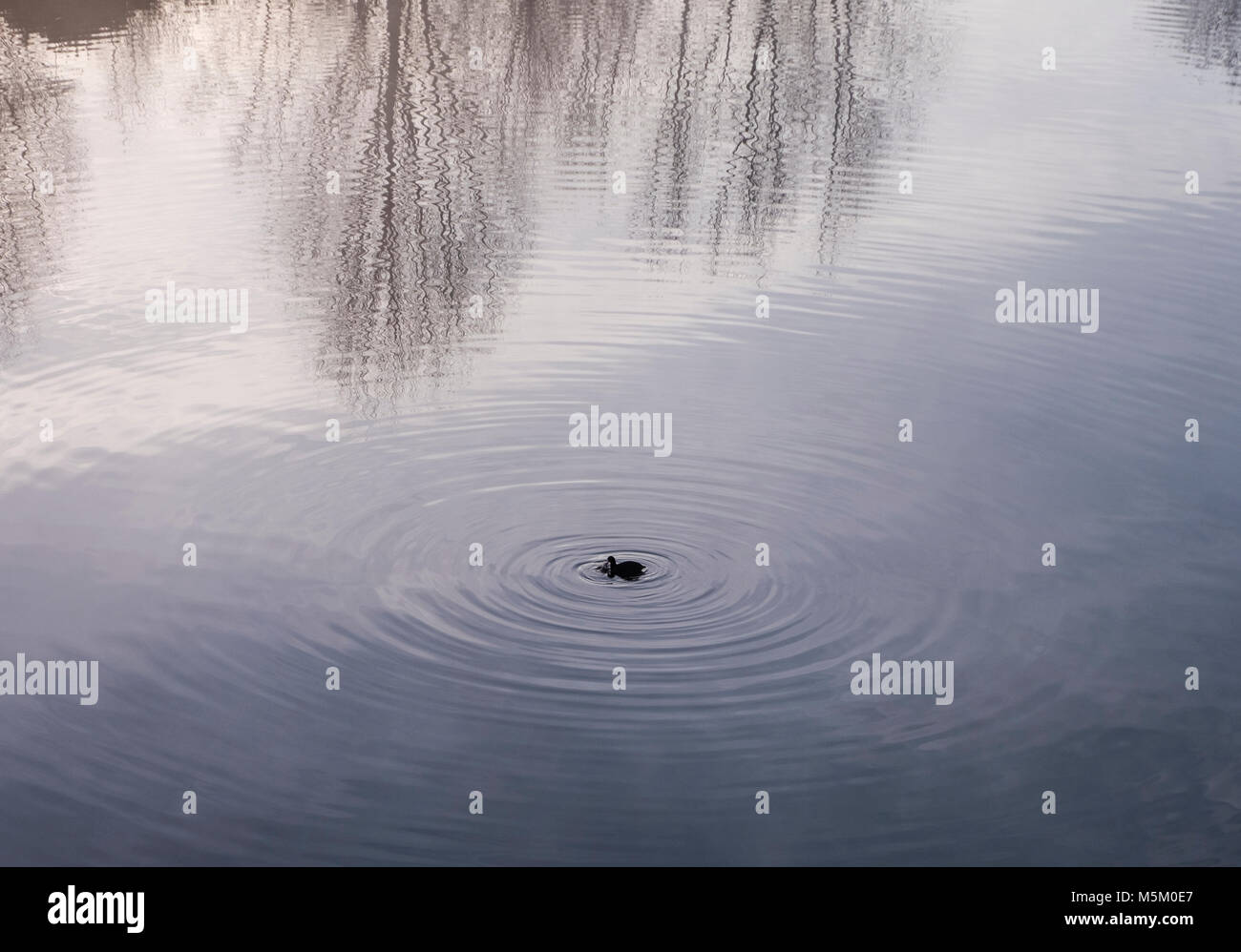 Auf der ruhigen See, rippled Reflexionen des bloßen winter bäume Vogel Stockfoto