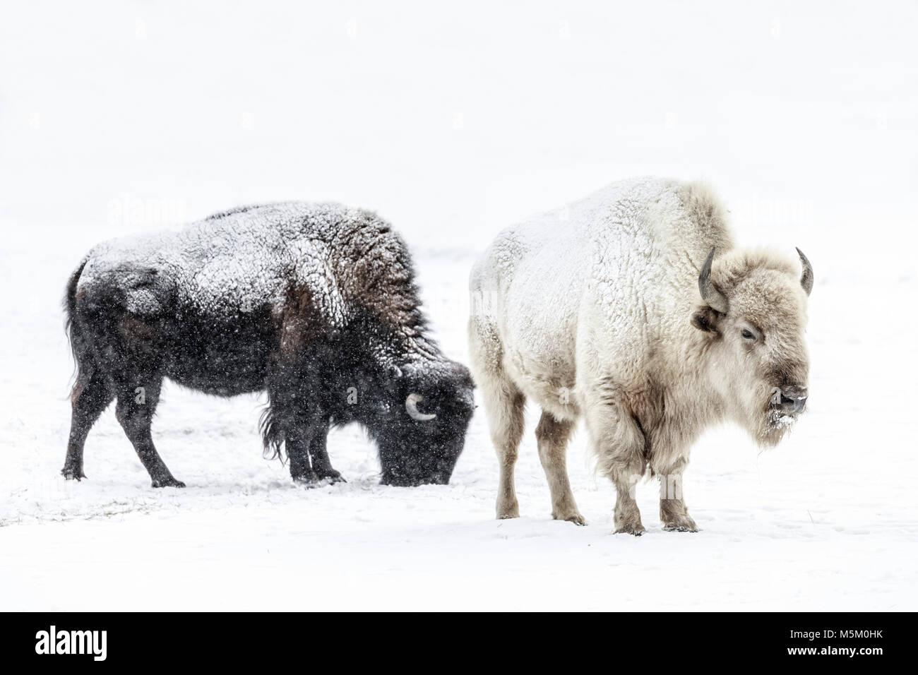 Sacrad weiße Bison, oder Büffel, Manitoba, Kanada. Stockfoto