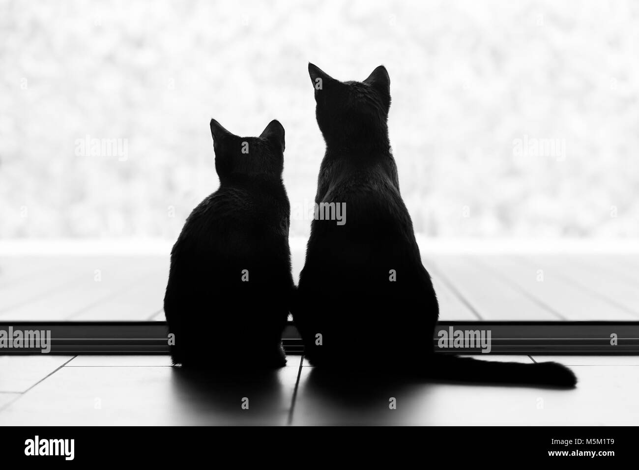 Zwei schwarze Katze shilouettes in einer verschneiten Landschaft suchen. Stockfoto