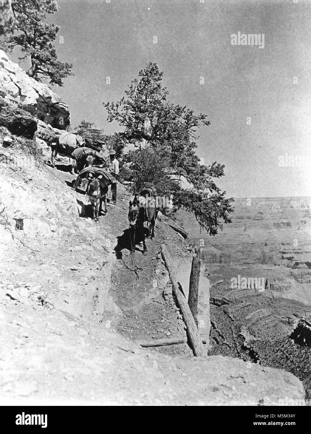 Grand Canyon historischen Grandview Trail. Starten Sie GRANDVIEW TRAIL. Mann; 4 GELADEN PACK BURROS ANMELDEN KRIPPE ABSCHNITT. CIRCA 1902. PD Impressionen von der schillernden Topographie des Grand Canyon haben sich geändert, und seit diesem Tag im Sommer 1540 als Garcia Lopez de Cardenas aus dem South Rim blickte verschoben. Der conquistador sah ein wertloses Einöde, nichts mehr als ein Hindernis für die politische Expansion. Am op Stockfoto