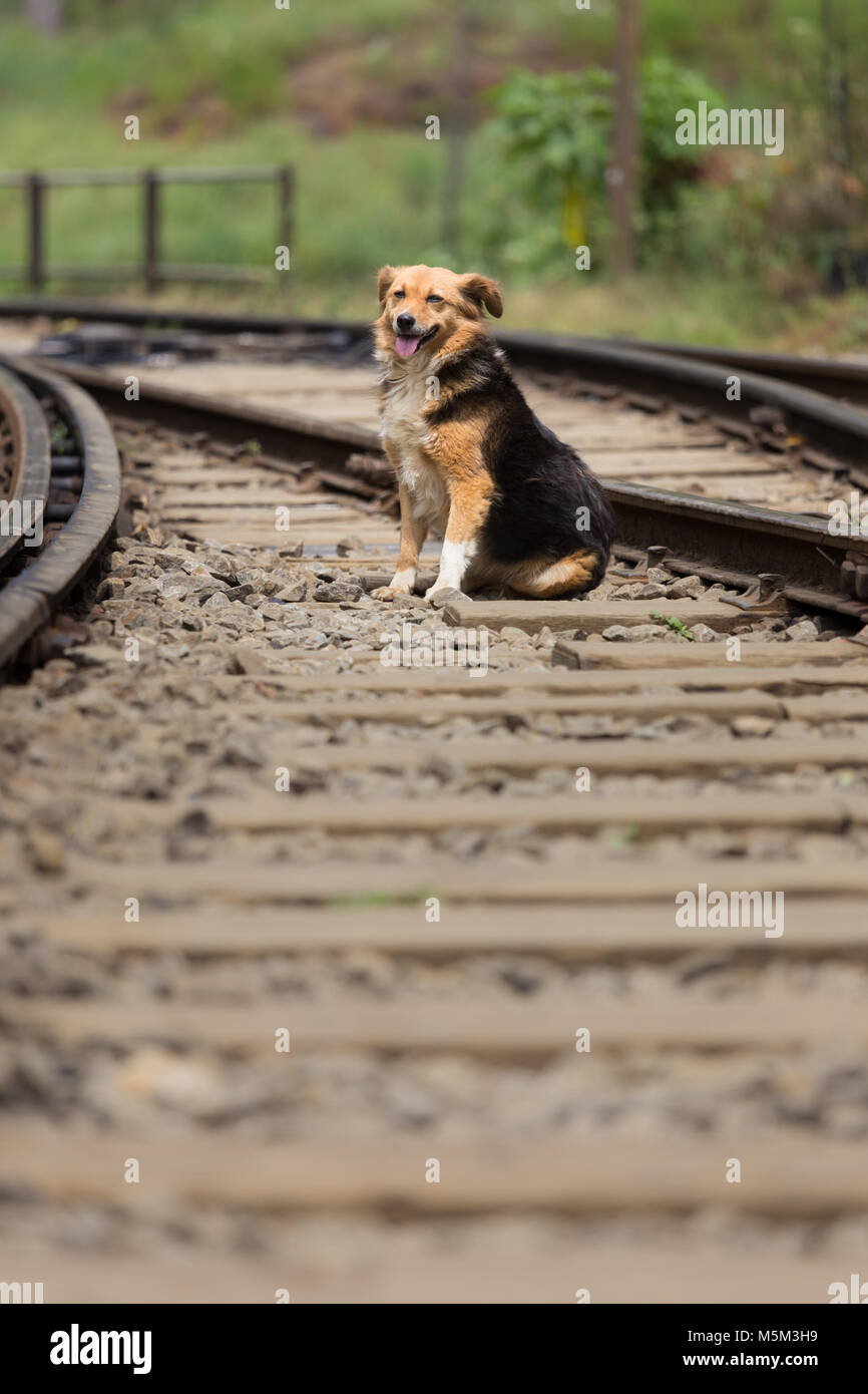 Lonley Inukai sittingon der Eisenbahngleise. Stockfoto