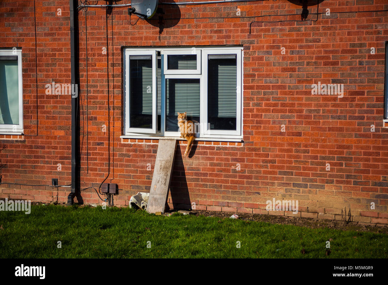 Red sibirische Katze sitzt aussen auf der Fensterbank. Red cat. Stockfoto