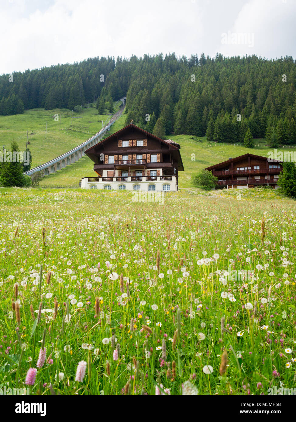 Schweizer Alpen Blumen Fotos Und Bildmaterial In Hoher Auflösung Alamy