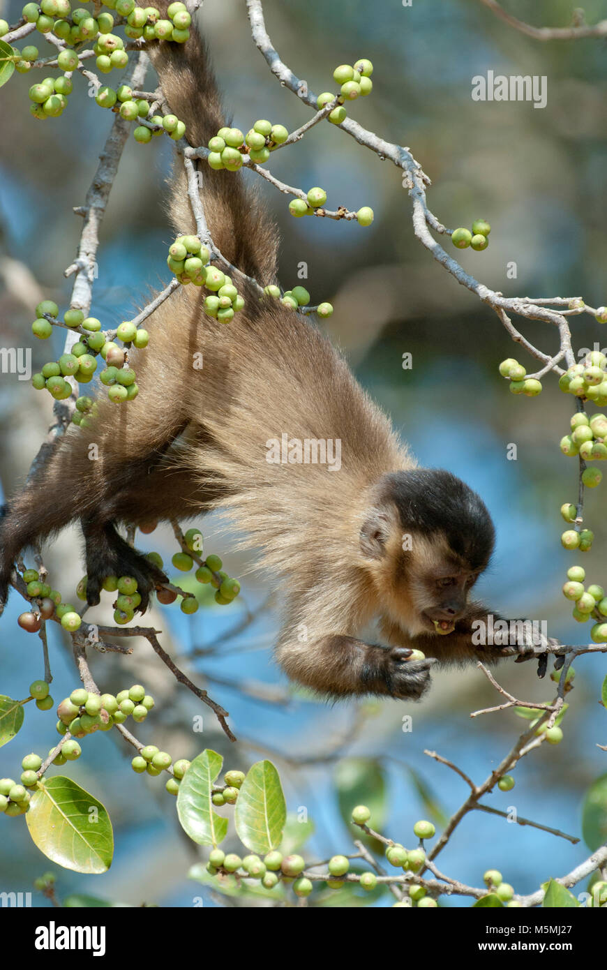 Schwarz-gestreifte (aka Bärtigen) Kapuziner Fütterung auf palm Muttern Stockfoto