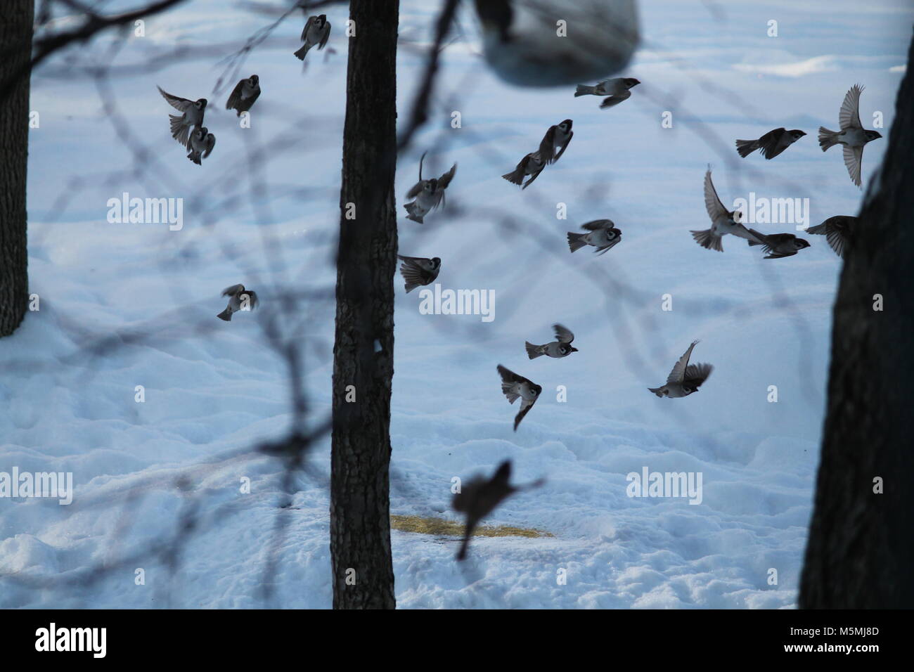 Lebendige Familie der Spatz Vogel fliegen in der Luft wie Tanz Stockfoto