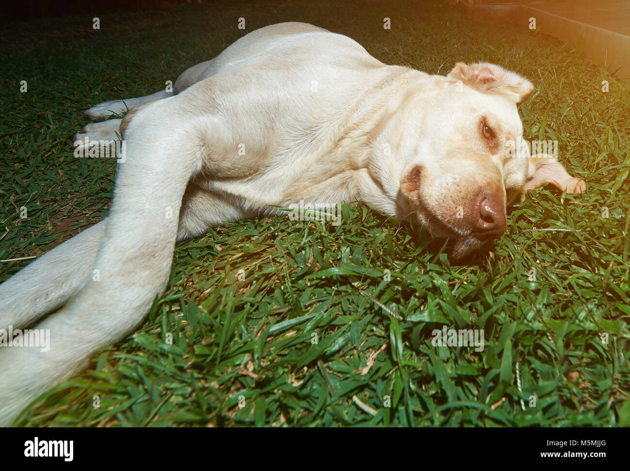 Hellbraun Labrador auf Gras lag in Lazy darstellen. Chill Labrador Hund Stockfoto