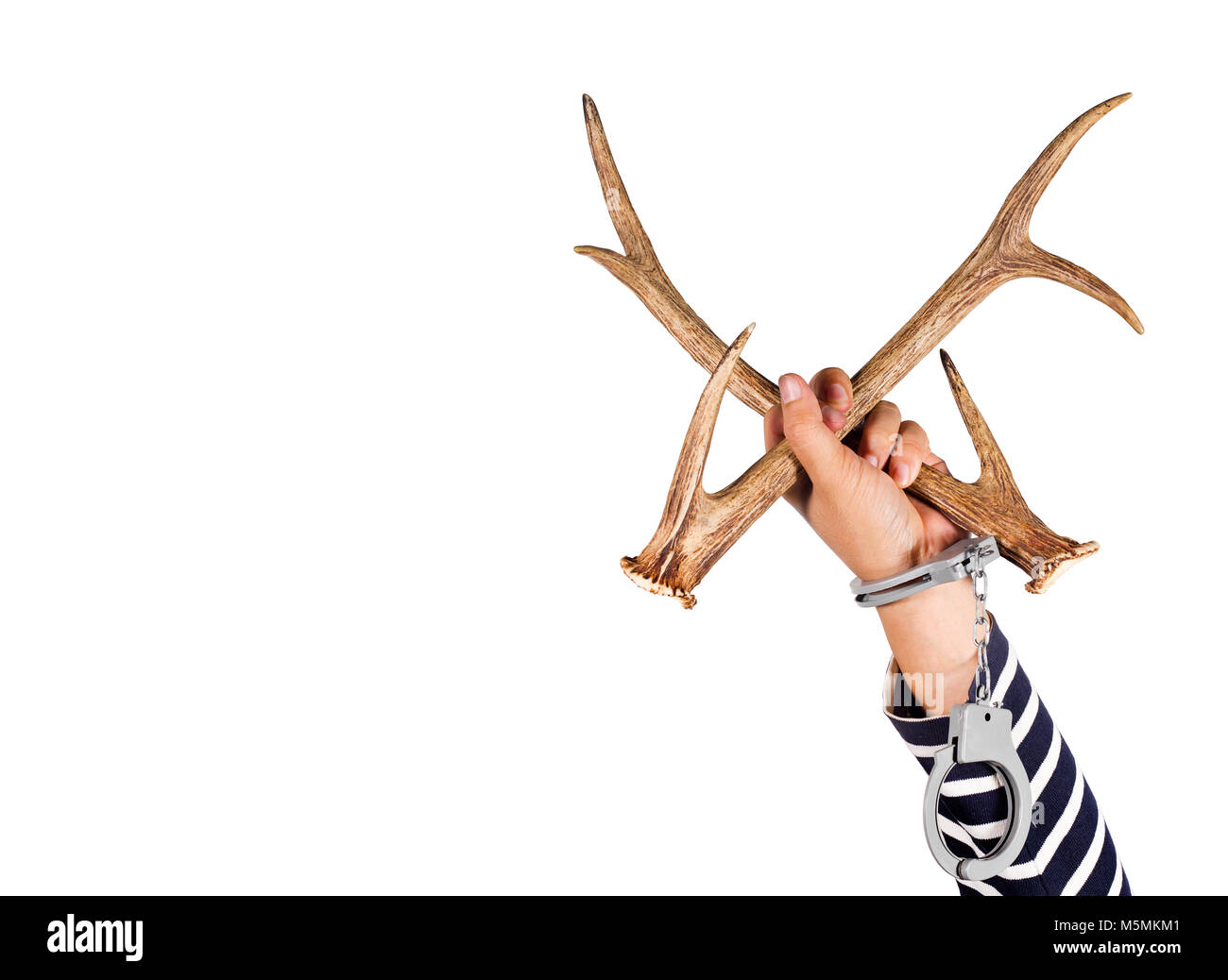 Horn und Schäkel. Konzept der kriminellen Handlungen und der illegale Handel mit wildlebenden Tier- und Pflanzenarten. Stockfoto