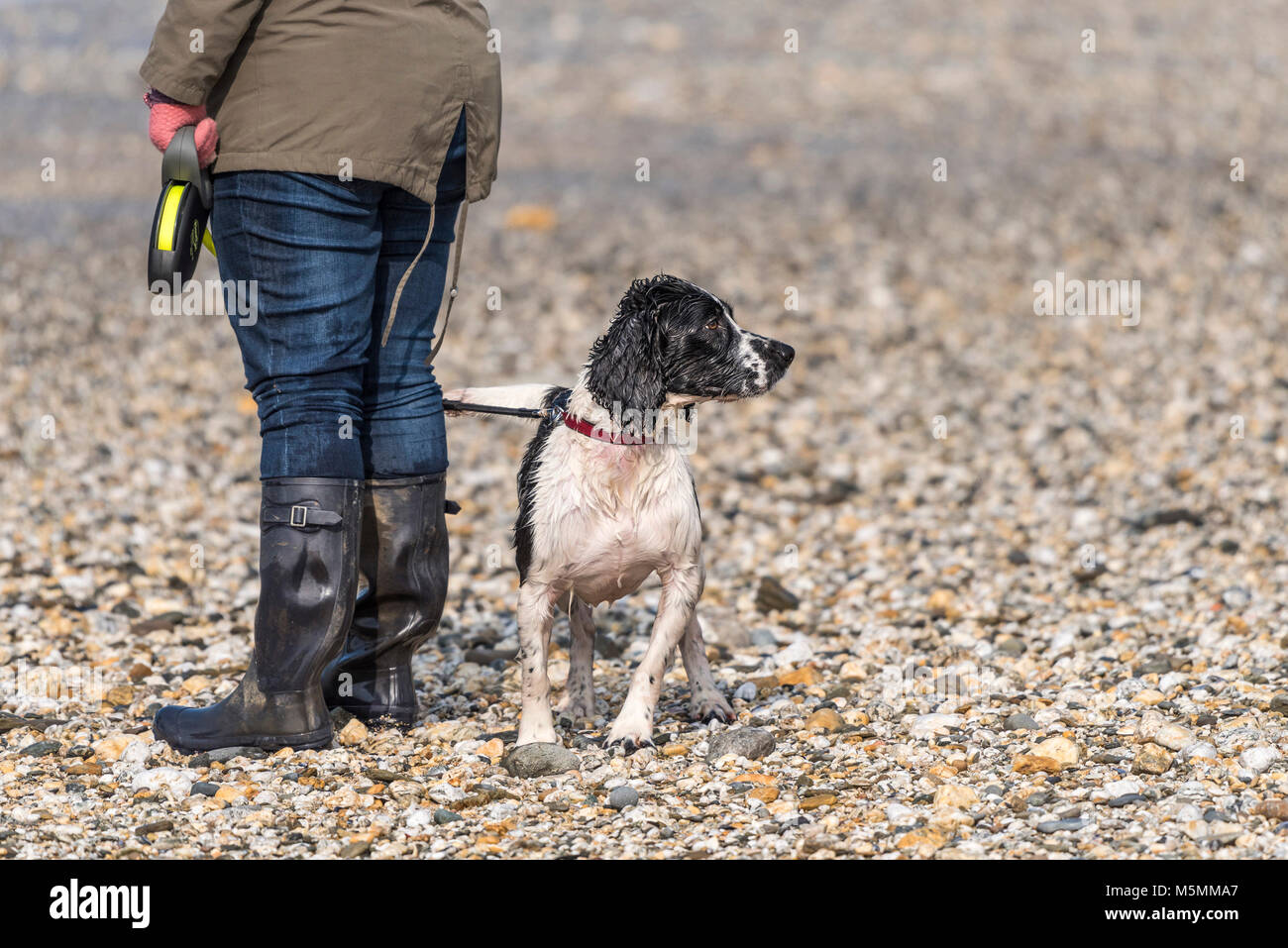 Ein Hund Cocker Spaniel, stehend auf einem Strand mit seinem Besitzer Stockfoto