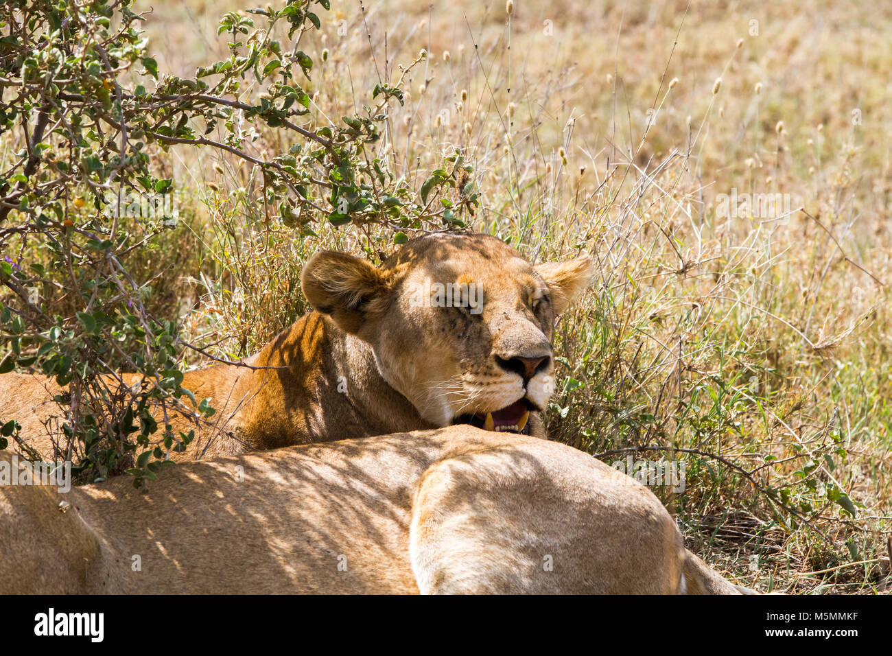 East African Lion Cubs (Panthera leo melanochaita), arten in der Familie Felidae und Mitglied der Gattung Panthera, aufgeführt als gefährdet, in Serenge Stockfoto