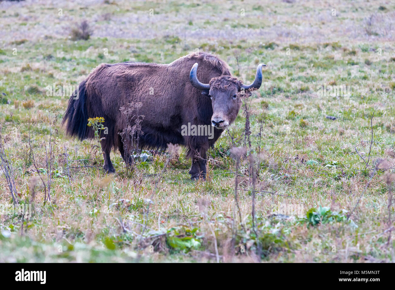 Phobjikha, Bhutan. Vieh, halb Yak-Half Kuh, in der Nähe von Phobjikha. Stockfoto