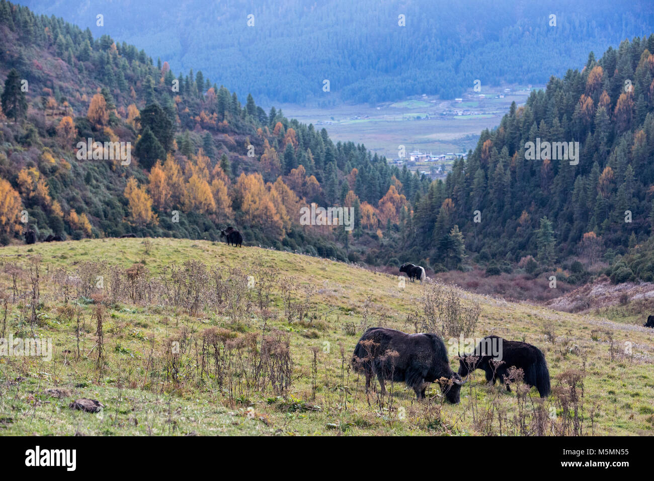 Phobjikha, Bhutan. Vieh, halb Yak-Half Kuh, in der Nähe von Phobjikha. Stockfoto