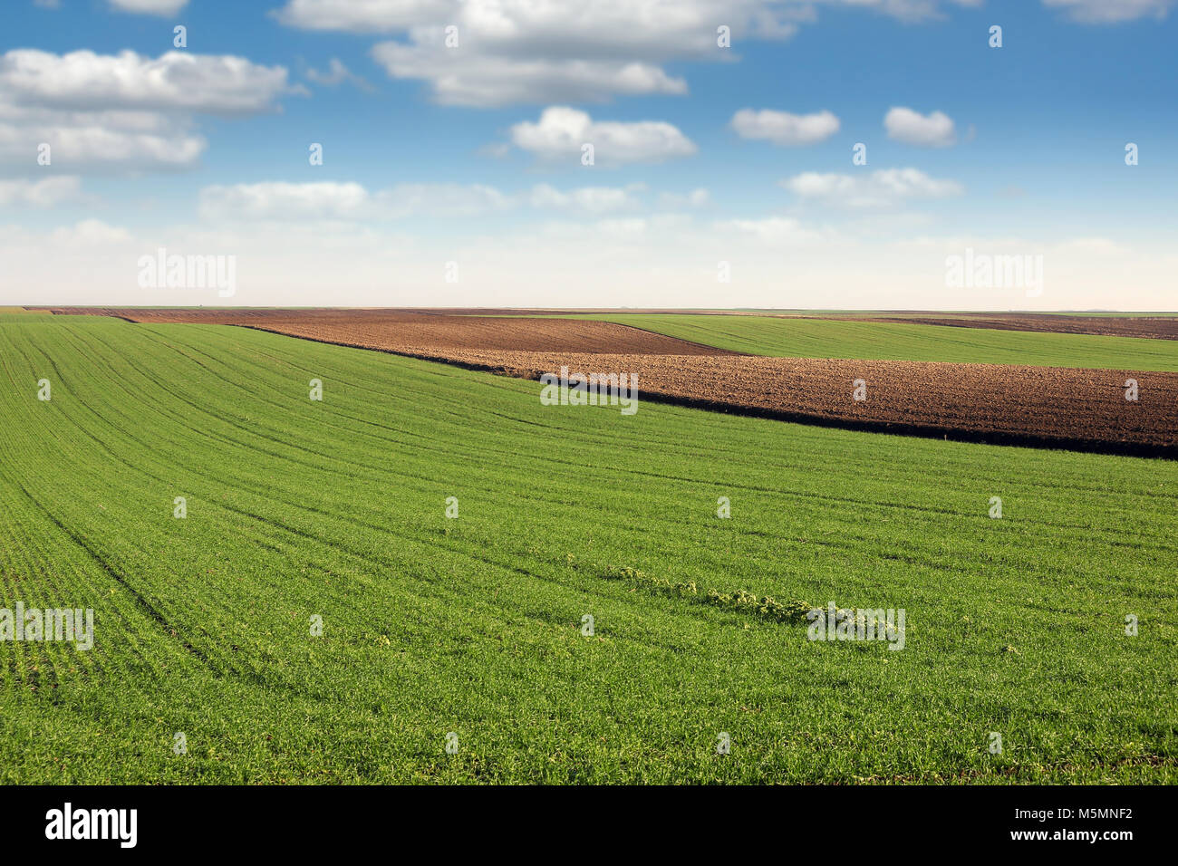 Grüne Weizen und gepflügten Feldes Landwirtschaft Stockfoto