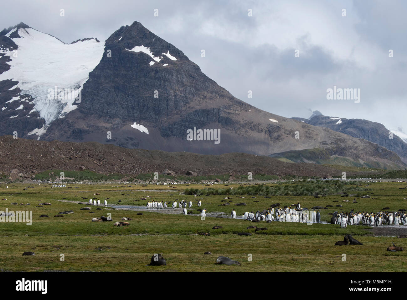 Südgeorgien, Salisbury Plain. König Pinguine und Seehunde im typischen tussock Gras Lebensraum. Stockfoto