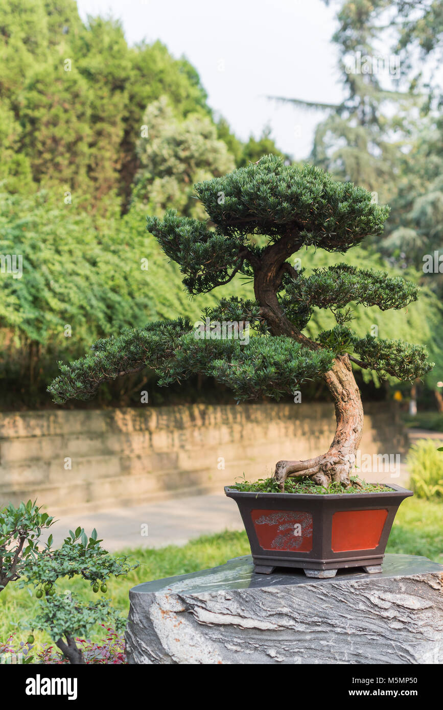 Bonsai Baum in einem Topf auf einem Felsen, China Stockfoto