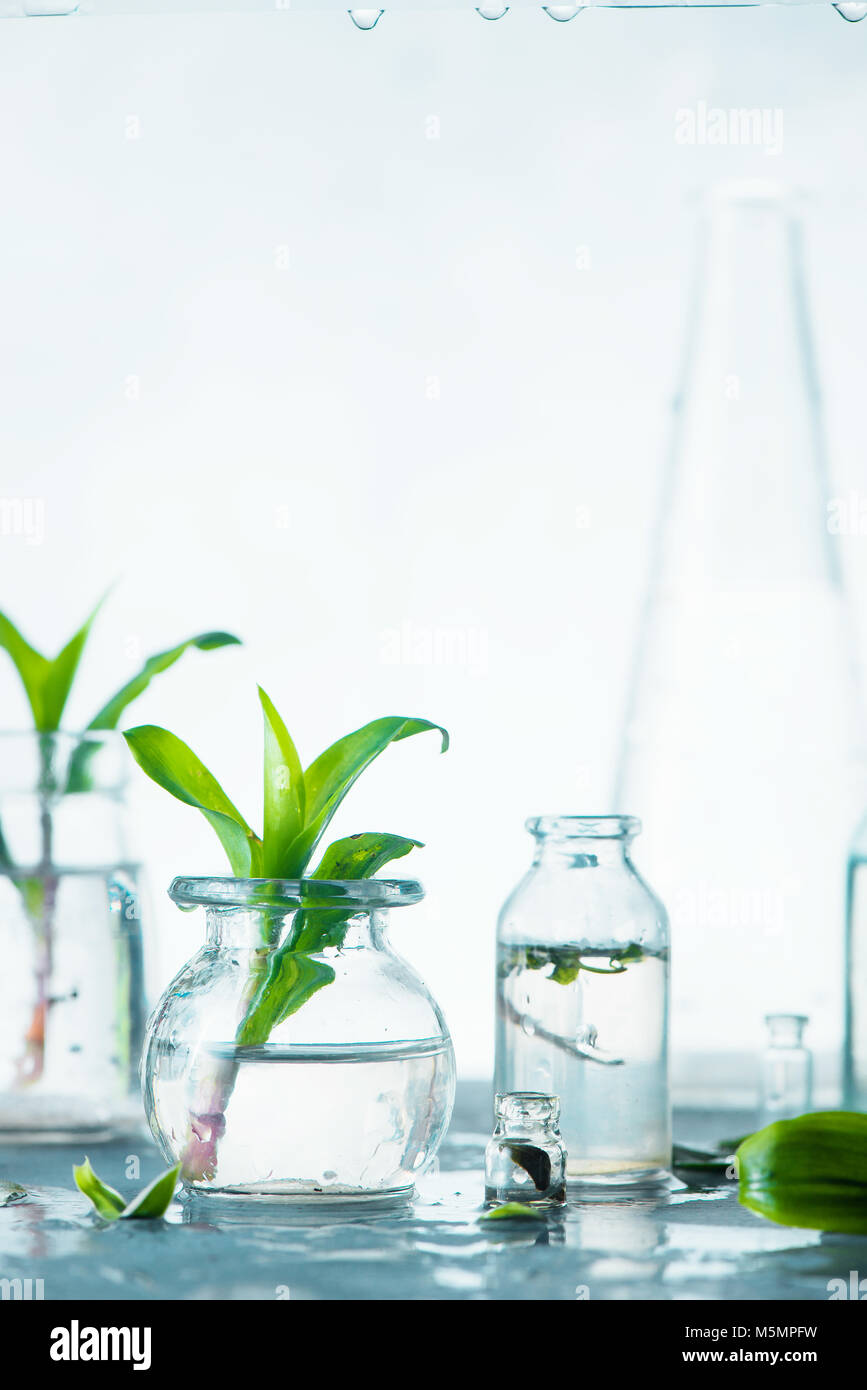 Frühling im Garten arbeiten Konzept mit Pflanzen in Glasflaschen. Minimalistische Stilleben mit Hintergrundbeleuchtung transparentes Glas in high key. Stockfoto