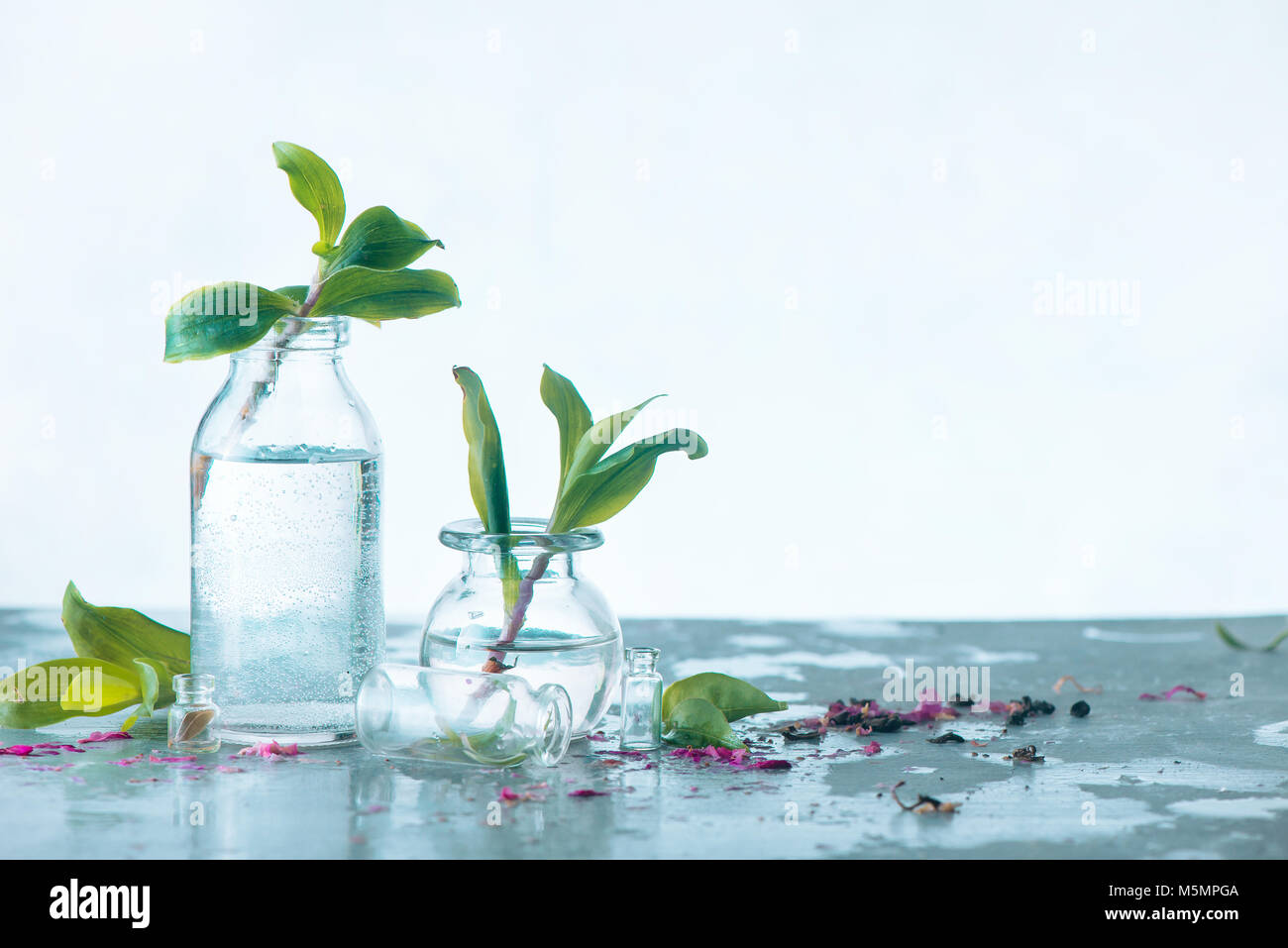 Zwei Flaschen mit frischen grünen Blätter auf einen konkreten Hintergrund. Feder Konzept mit kopieren. Minimalistische Stilleben mit Hintergrundbeleuchtung transparentes Glas in high key. Stockfoto