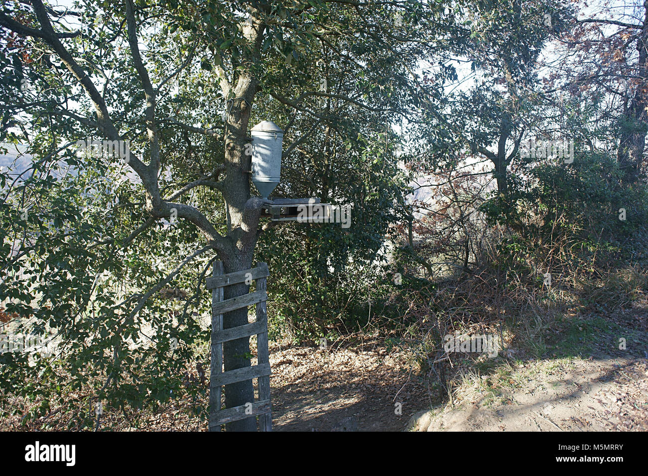 Vogelfutter Schrägförderer in den Toskanischen Wald, Italien Stockfoto
