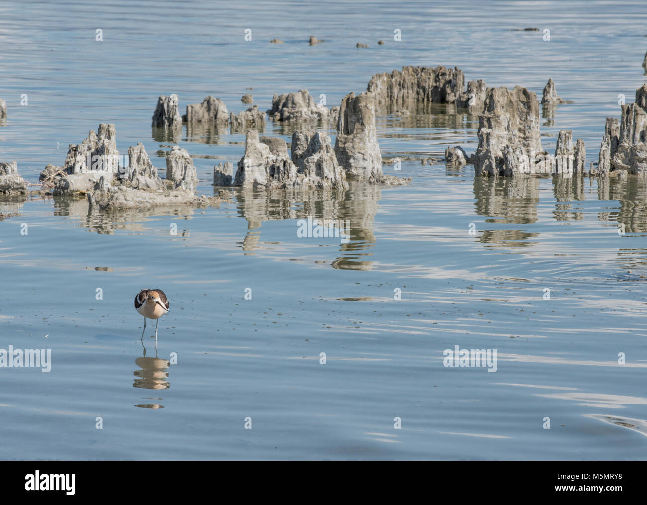 Amerikanische Säbelschnäbler, Recurvirostra americana, Spaziergang durch die alkalische Wasser des Mono Lake inmitten der Sand tufas in Lee Vining, Kalifornien Stockfoto