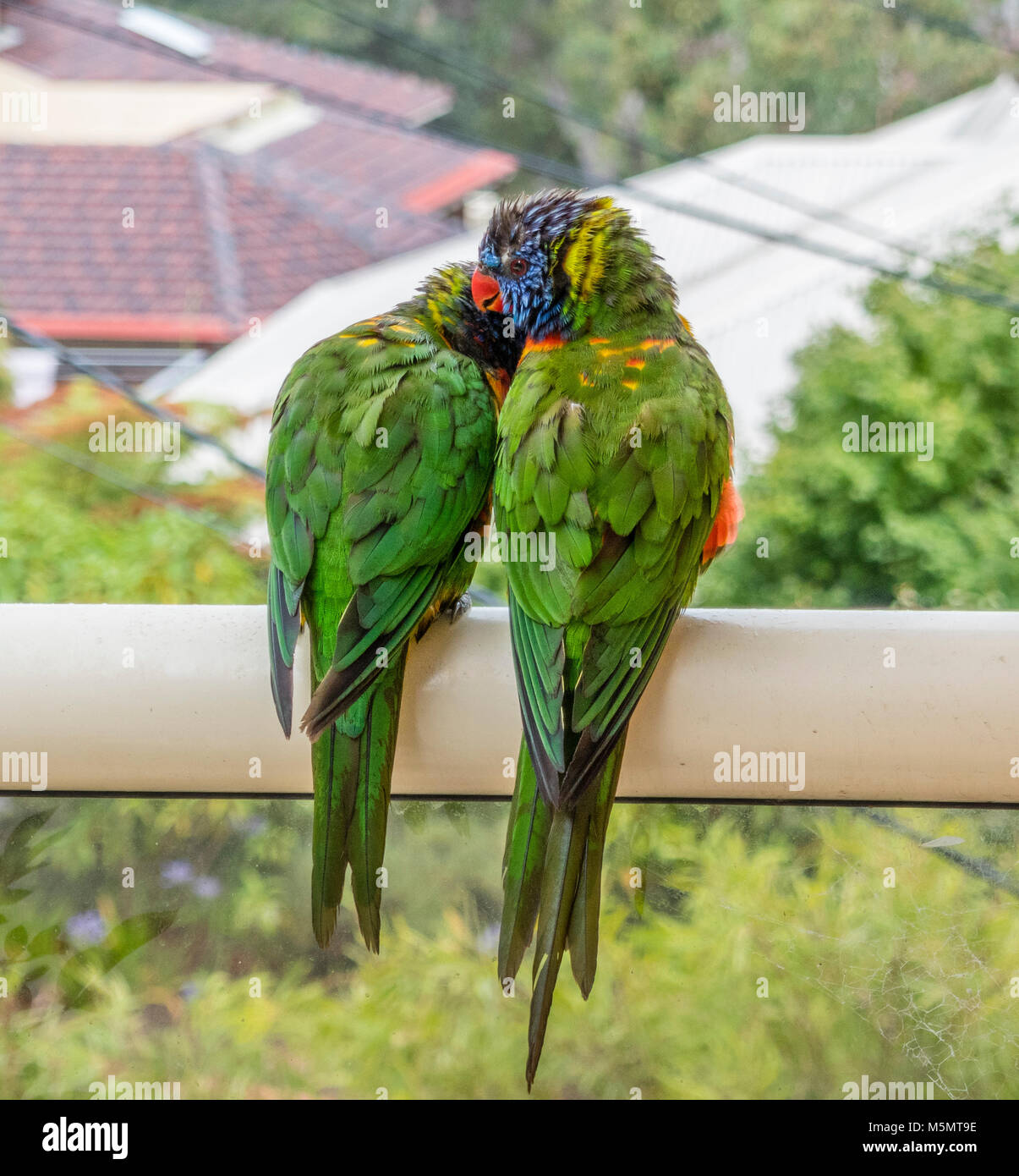 Paar Rainbow Fledermauspapageien (Trichoglossus haematodus) bis an einem regnerischen Tag kuscheln Stockfoto