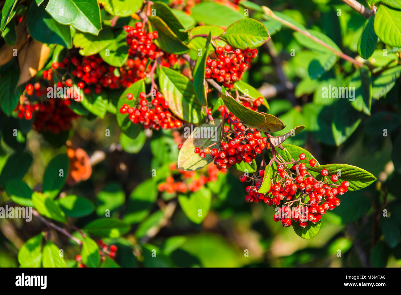 Reife Beeren der Rote Holunder auf dem Zweig closeup im sonnigen Tag Stockfoto