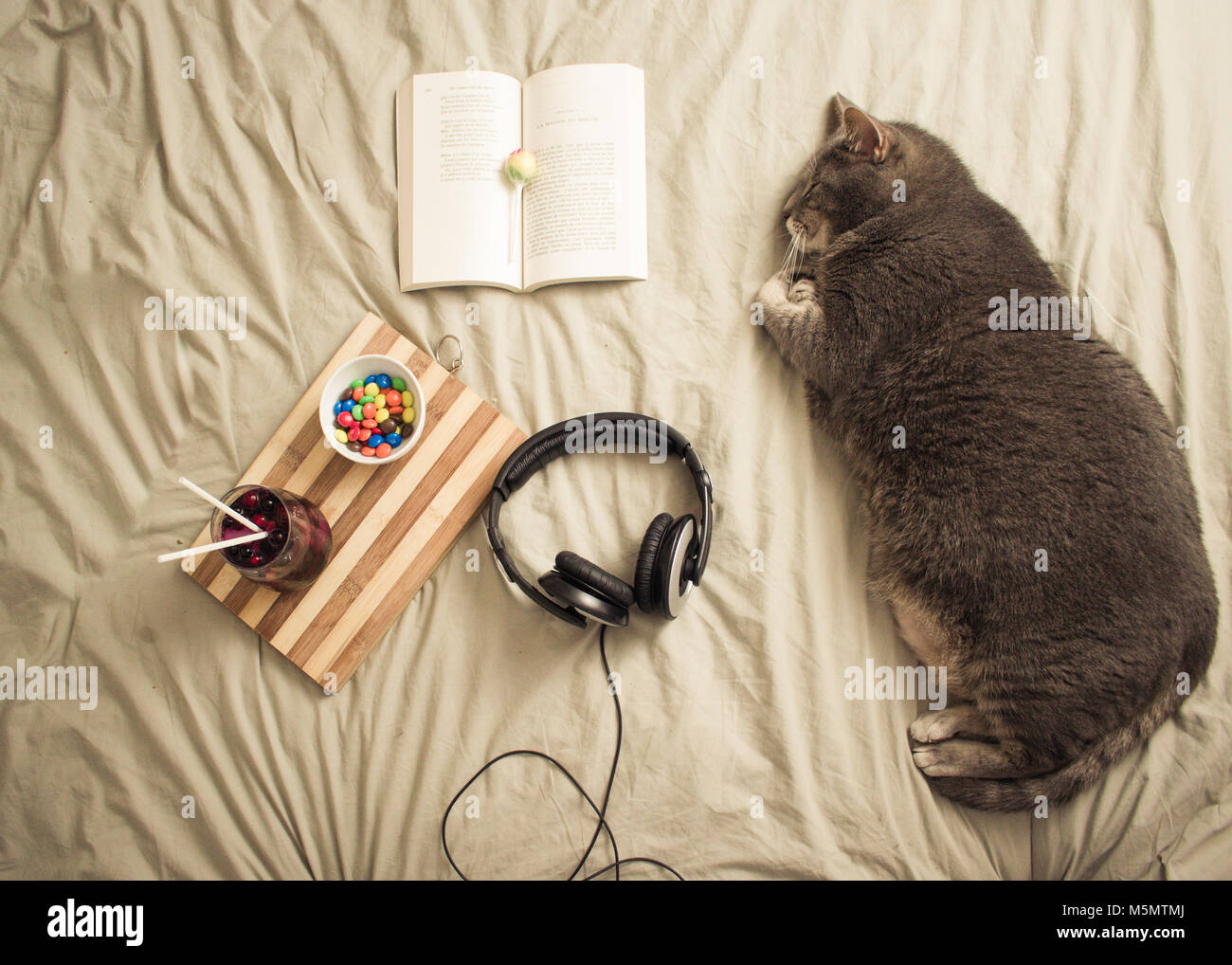 Flatlay. greay Cat aslept auf einem Bett mit Bonbons Kopfhörer und Buch auf einer Schüssel trinken. Hohe Betrachtungswinkel Stockfoto