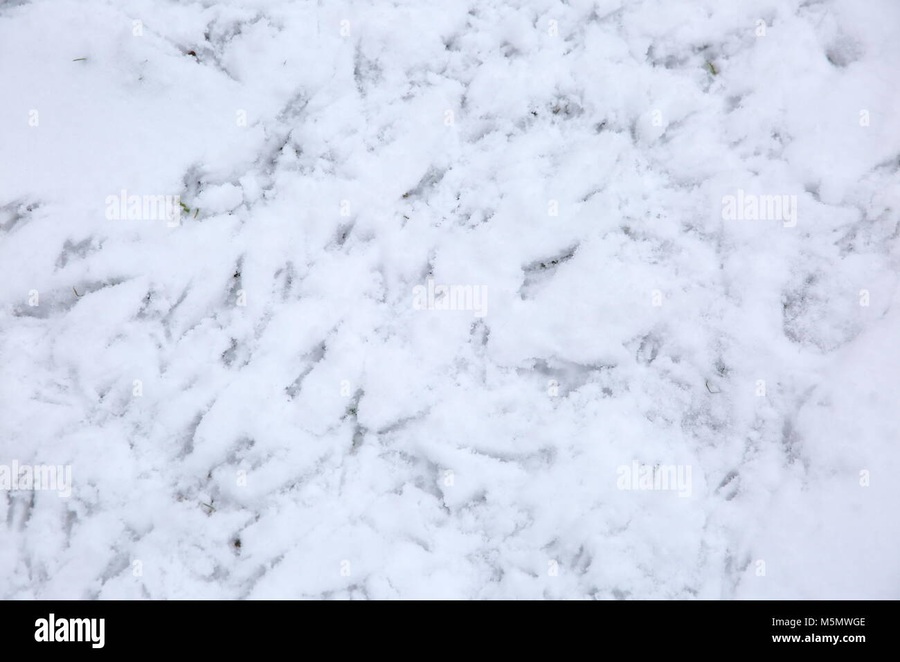 Vögel sitzen auf Neuschnee spuren hinterlassen. Oft gibt es so viele von ihnen, dass es schwierig ist, auf welche Arten Sie sind nur l unterscheiden Stockfoto