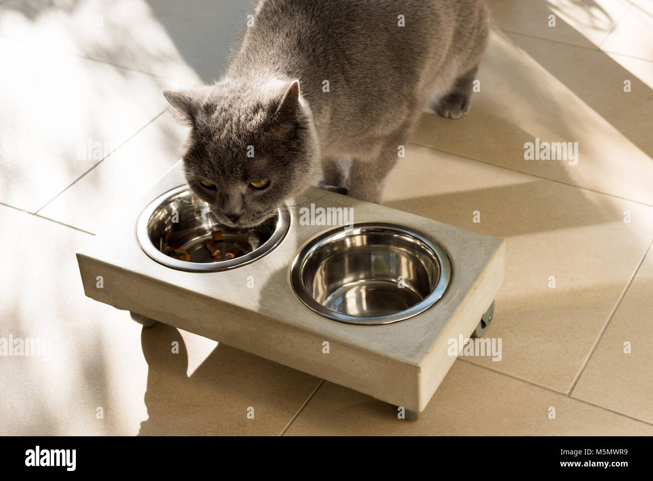Schöne Katze Essen aus einem futternapf Stockfoto