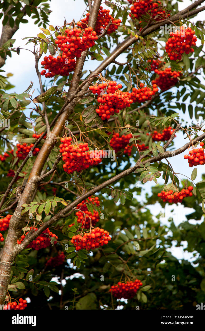 Vogelbeeren herbst Fotos und Bildmaterial in hoher Auflösung Alamy