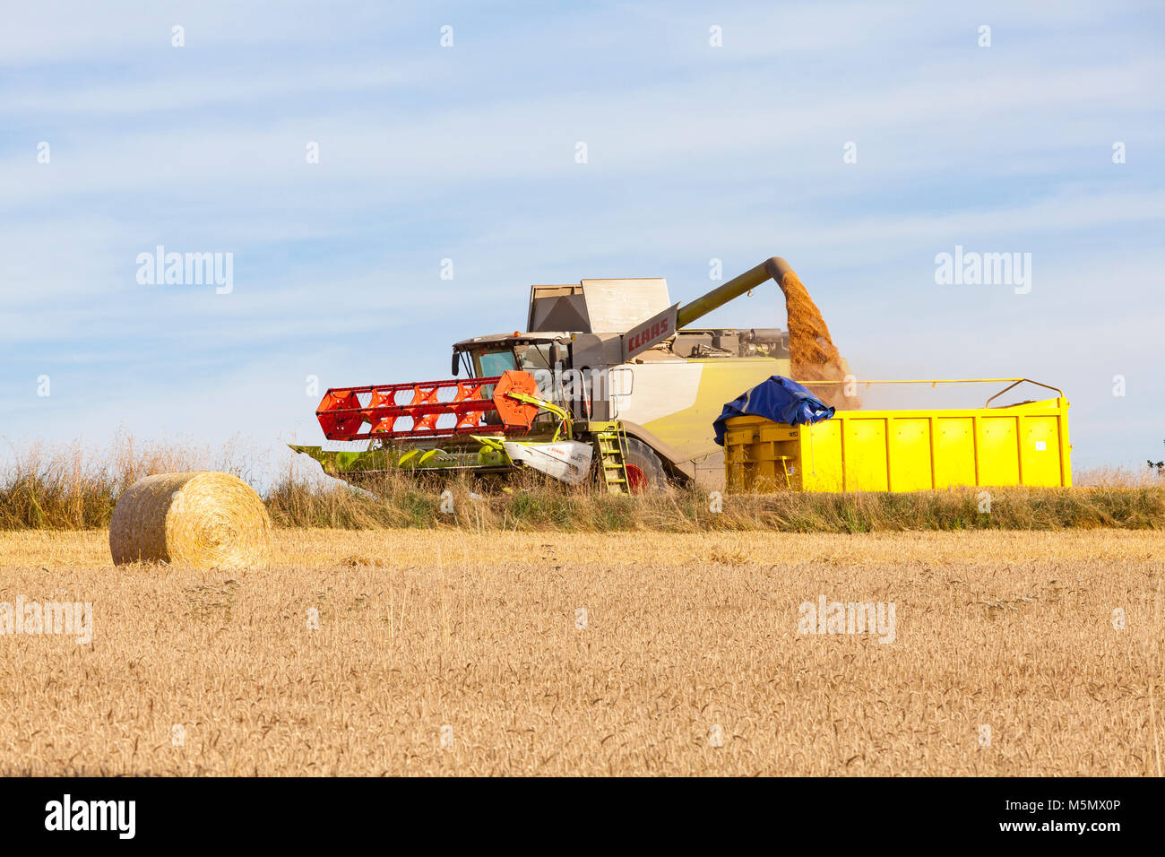 Claas Varo 620 Mähdrescher offloading eine Ernte von Weizen geerntet, Triticum ästivum, in einen gelben farm Trailer in einer wheatfield im Abendlicht. Stockfoto