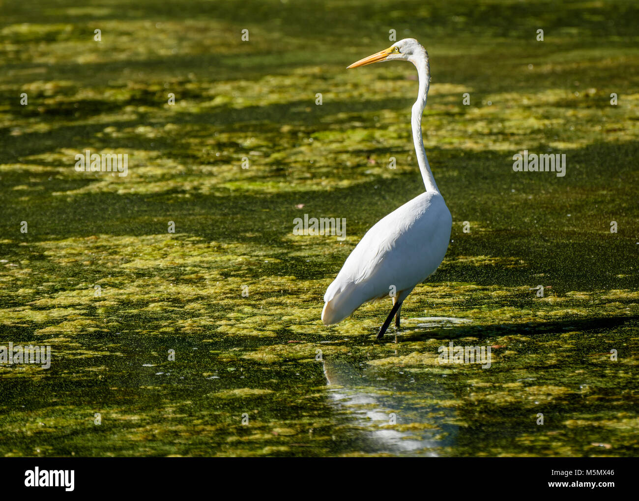 White Heron Jagd Beute. Stockfoto