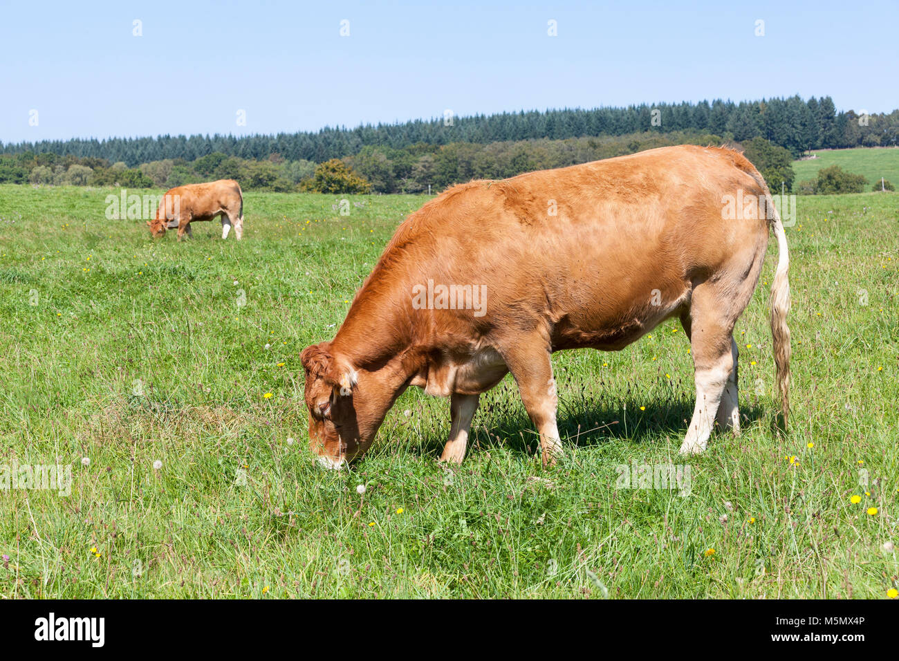 Braun Limousin Rind Kuh, Rinder grasen in üppigen grünen Landschaft, Seitenansicht Stockfoto