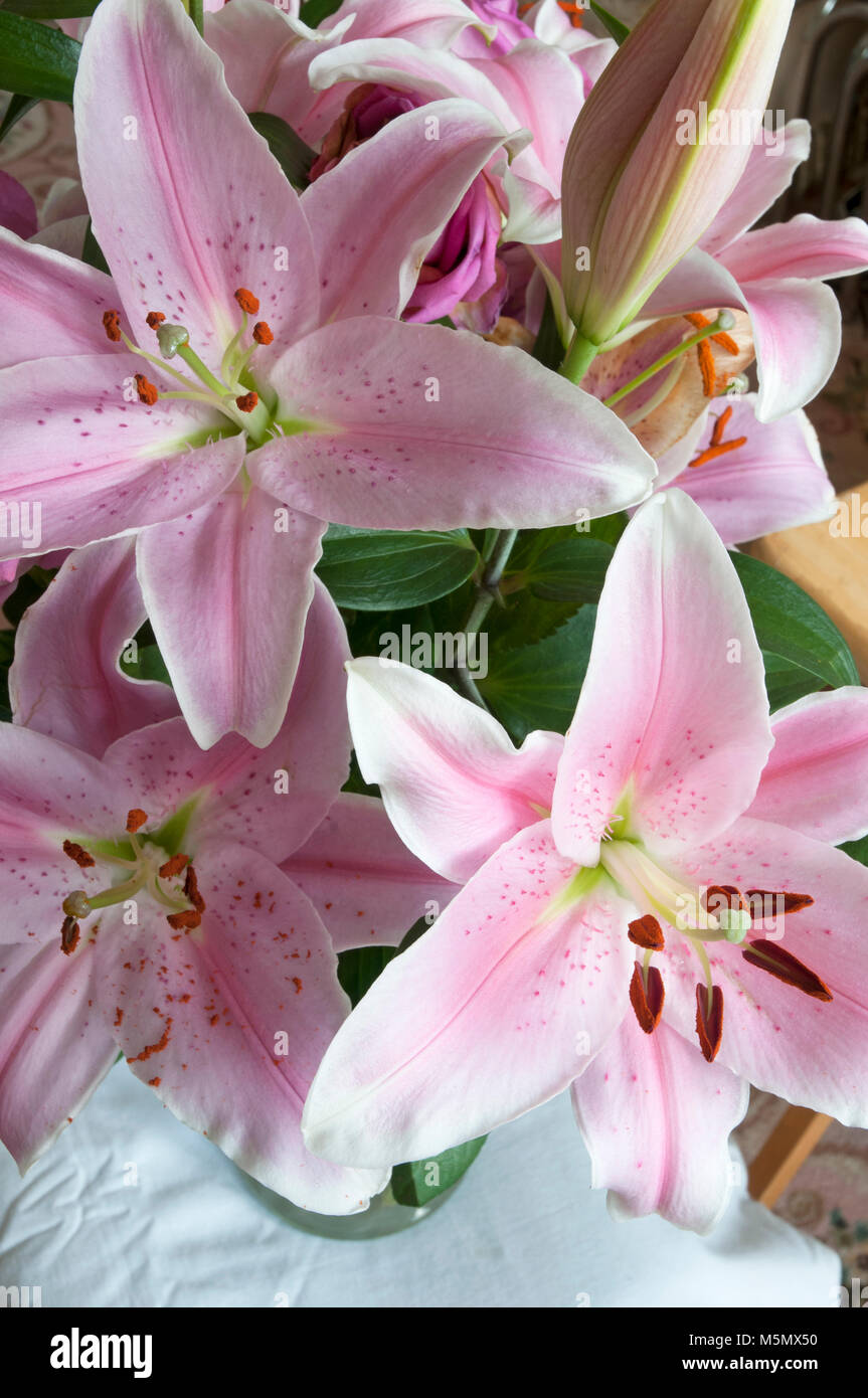 Eine Abteilung 7 d (Oriental hybrid) Lilie Lillium "Omega" in der Nähe von Stamin angezeigt und Stigmatisierung. Ideal für wachsende in Grenzen und auf der Veranda in der Badewanne. Stockfoto