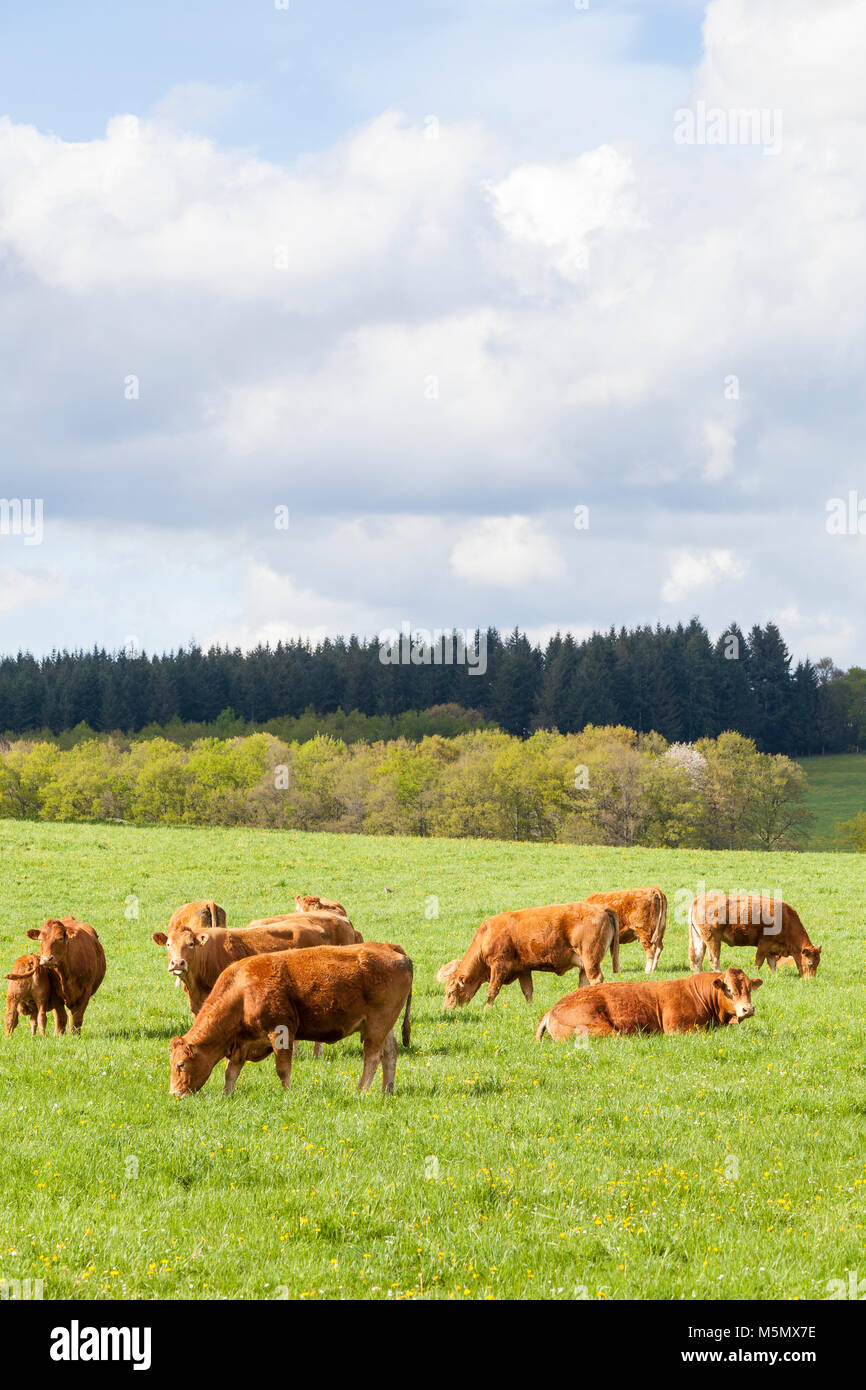 Limousin Rinder Herde mit Kühe, Kälber und Bullen grasen in einer spirng Weide in warmes Licht unmittelbar nach einem saisonalen Sturm Stockfoto