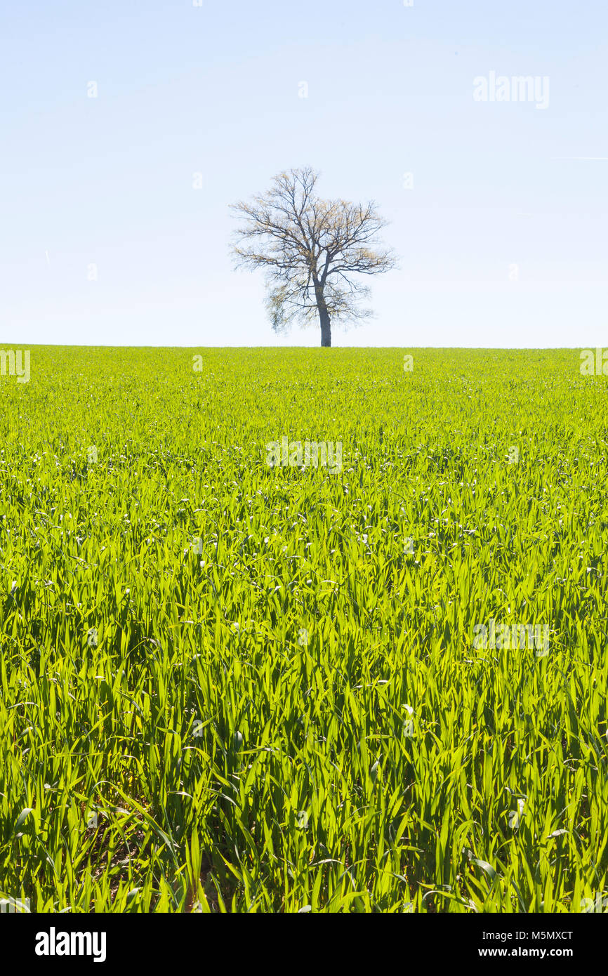Hintergrundbeleuchtung landwirtschaftlichen Bereich der frische junge grüne gekeimter Weizen Sämlinge, Triticum ästivum, im frühen Frühling Stockfoto