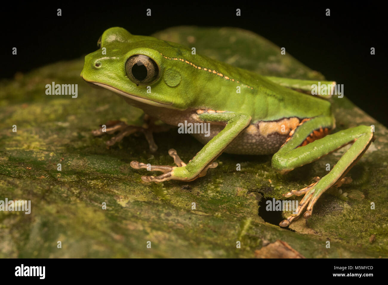 Ein Blatt Frosch (Phyllomedusa vaillantii) von der Kolumbianischen Amazon. Stockfoto