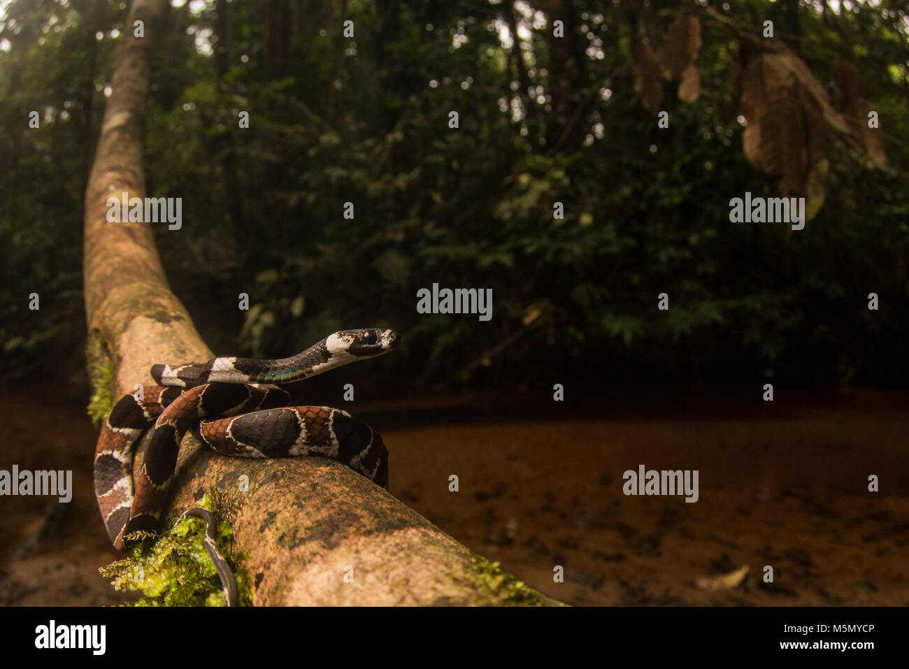 Eine Schnecke Essen Schlange (Dipsas catesbyi) aufgewickelt auf einem weinstock in der Nähe von a Jungle stream. Stockfoto