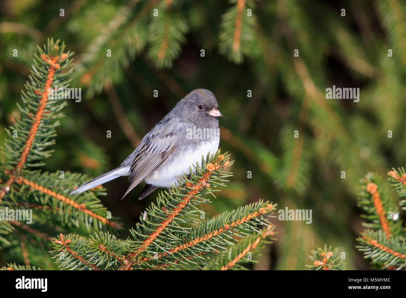 Dunkel-gemustertes Junco (Junco Hyemalis) Stockfoto