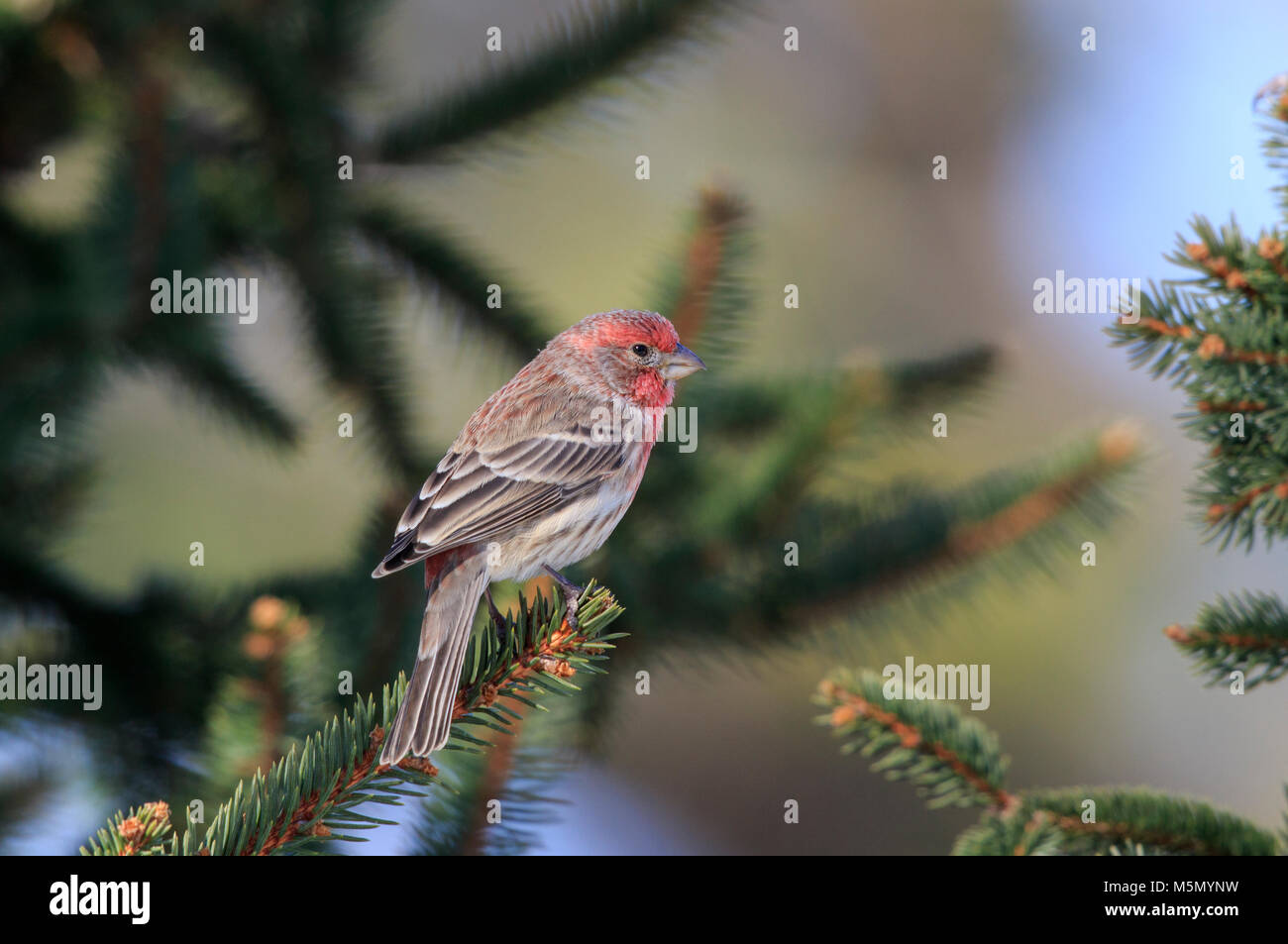 Männliche House finch (Haemorhous mexicanus) auf Pine Tree Stockfoto