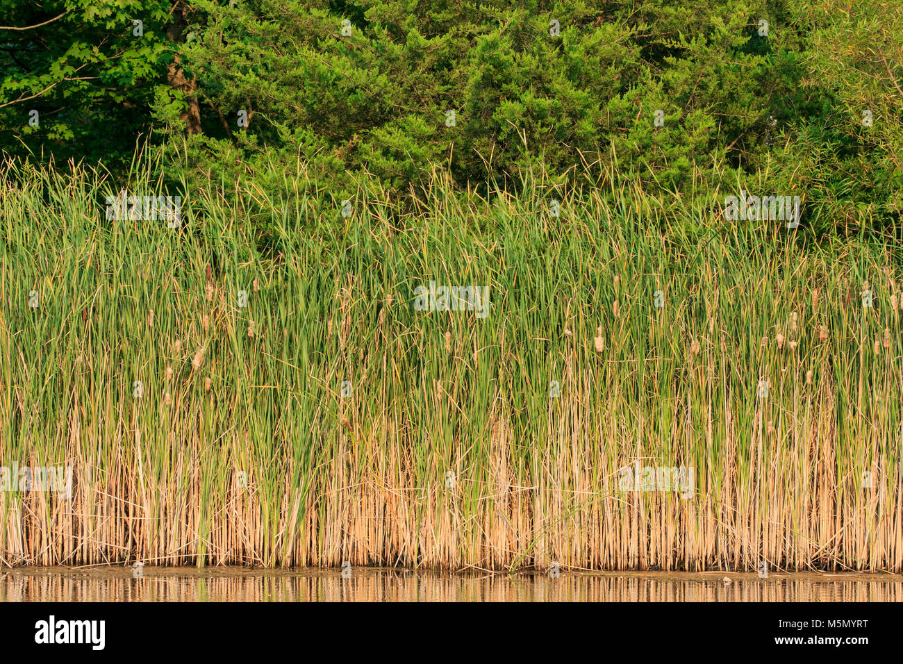 Cattails am Rande eines Teiches Stockfoto