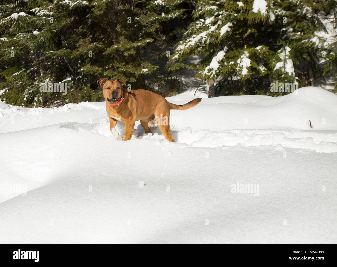 Ein rotes, gemischte Rasse Hund, zu Fuß durch den Schnee entlang Otter Creek, in Sanders County im US-Bundesstaat Montana. Stockfoto