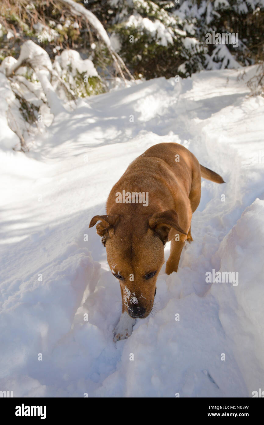 Ein rotes, gemischte Rasse Hund klettern auf einem steilen Bank im Schnee oben Otter Creek, in Sanders County im US-Bundesstaat Montana. Stockfoto