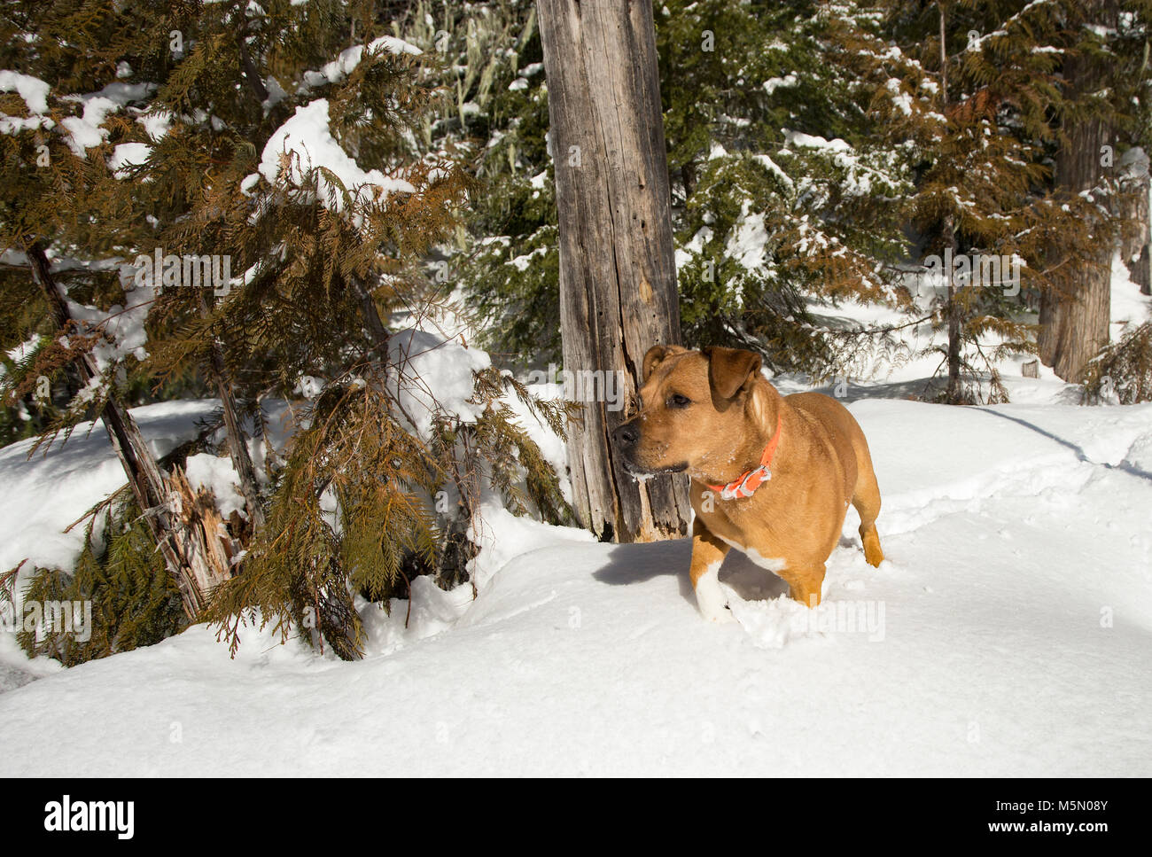 Ein rotes, gemischte Rasse Hund, zu Fuß durch den Schnee entlang Otter Creek, im Kabinett Berge von Sanders County im US-Bundesstaat Montana. Stockfoto