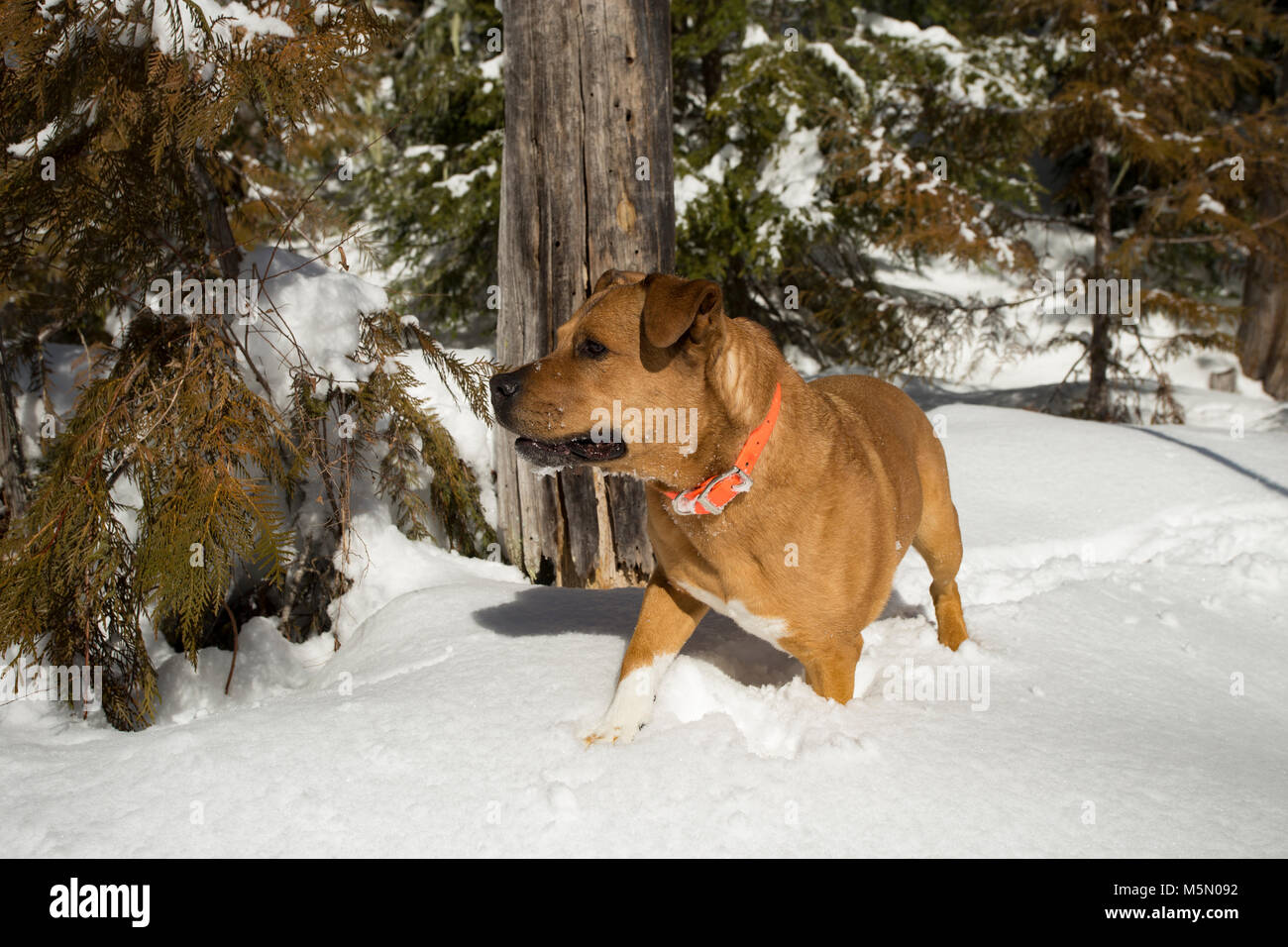 Ein rotes, gemischte Rasse Hund, zu Fuß durch den Schnee entlang Otter Creek, im Kabinett Berge von Sanders County im US-Bundesstaat Montana. Stockfoto