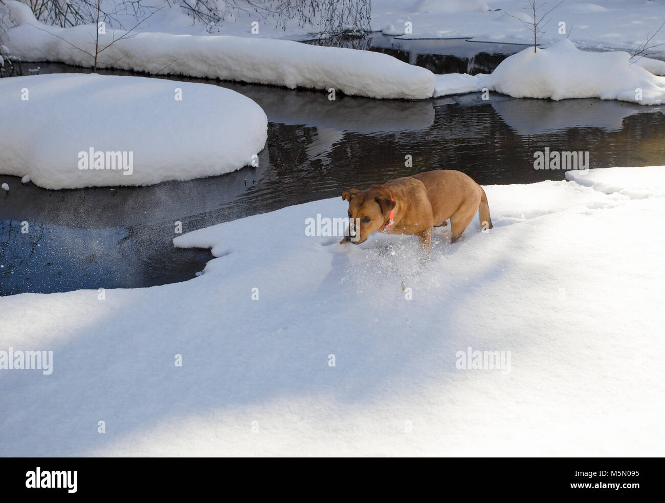 Bubba zu Fuß durch den Schnee entlang Otter Creek, in Sanders County im US-Bundesstaat Montana. Bubba ist ein Mischling Hund, der von einem No Kill Shelter in Zusammenarbeit gerettet wurde Stockfoto