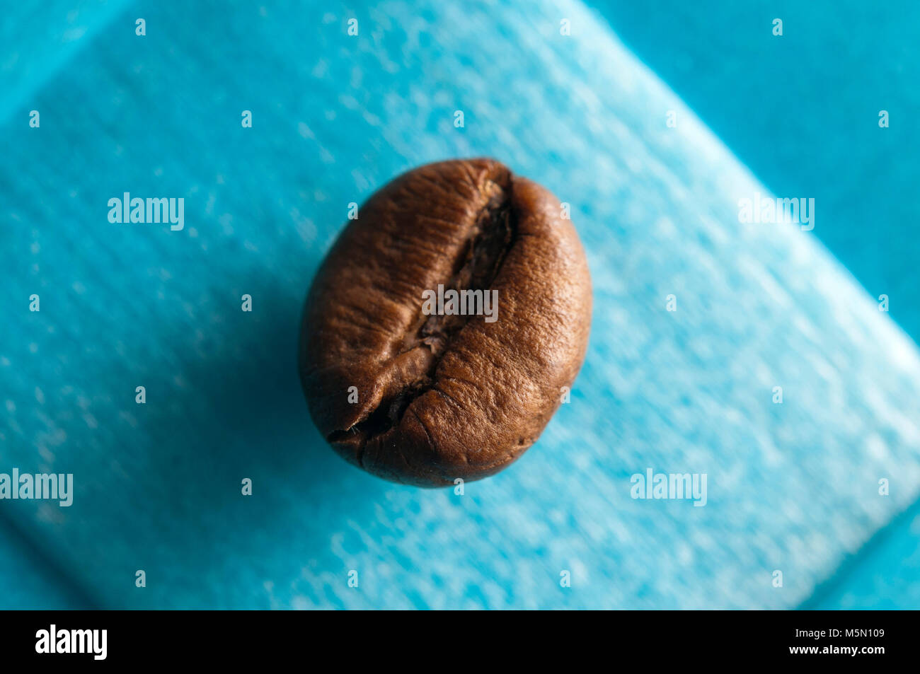 Nahaufnahme einer braunen Kaffeebohne auf Blau Stockfoto