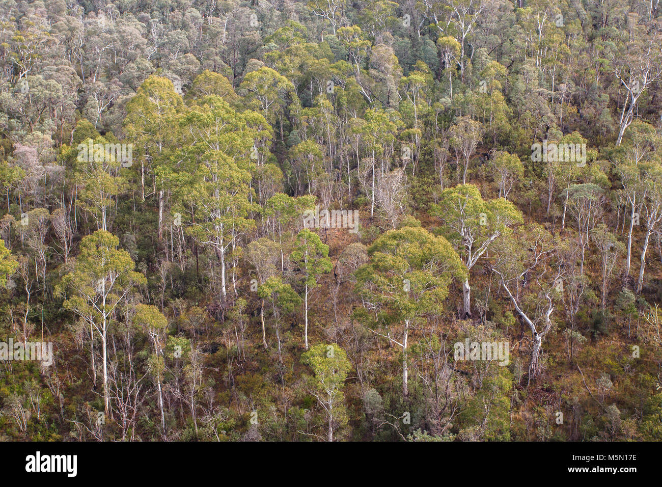 Yarrangobilly, NSW. Stockfoto