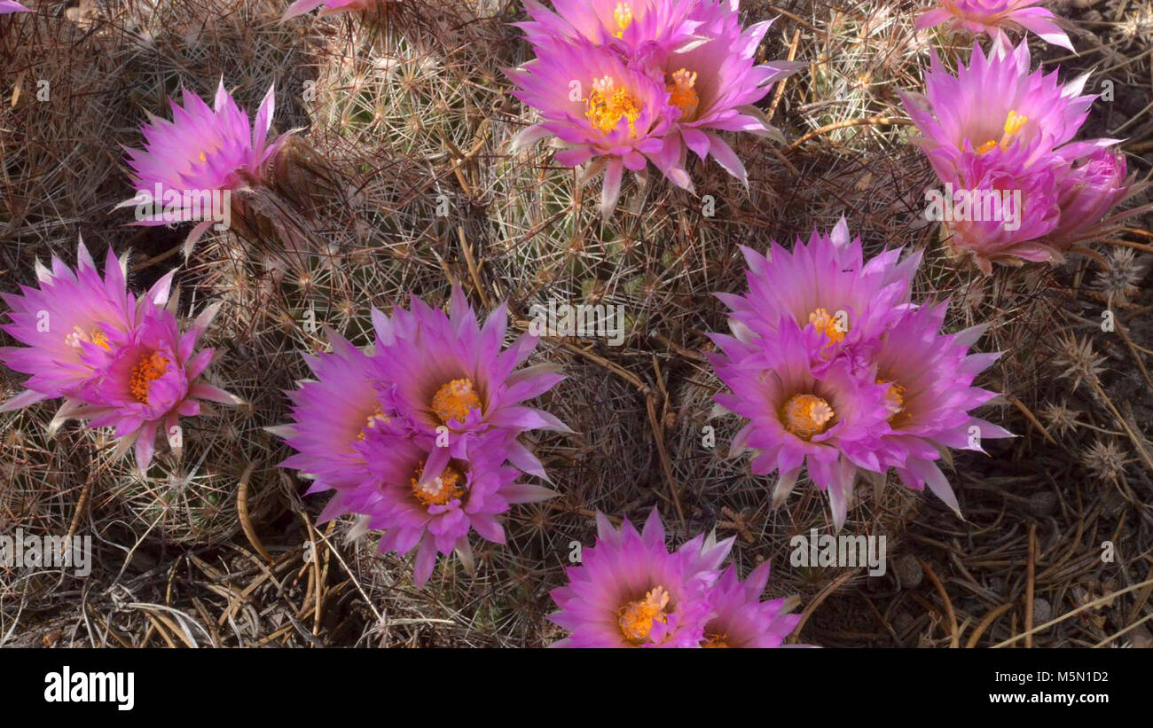 kaktus gießen wie viel Tipps zur Pflege deiner Pflanze : Cactus – PflanzenFuerAlle