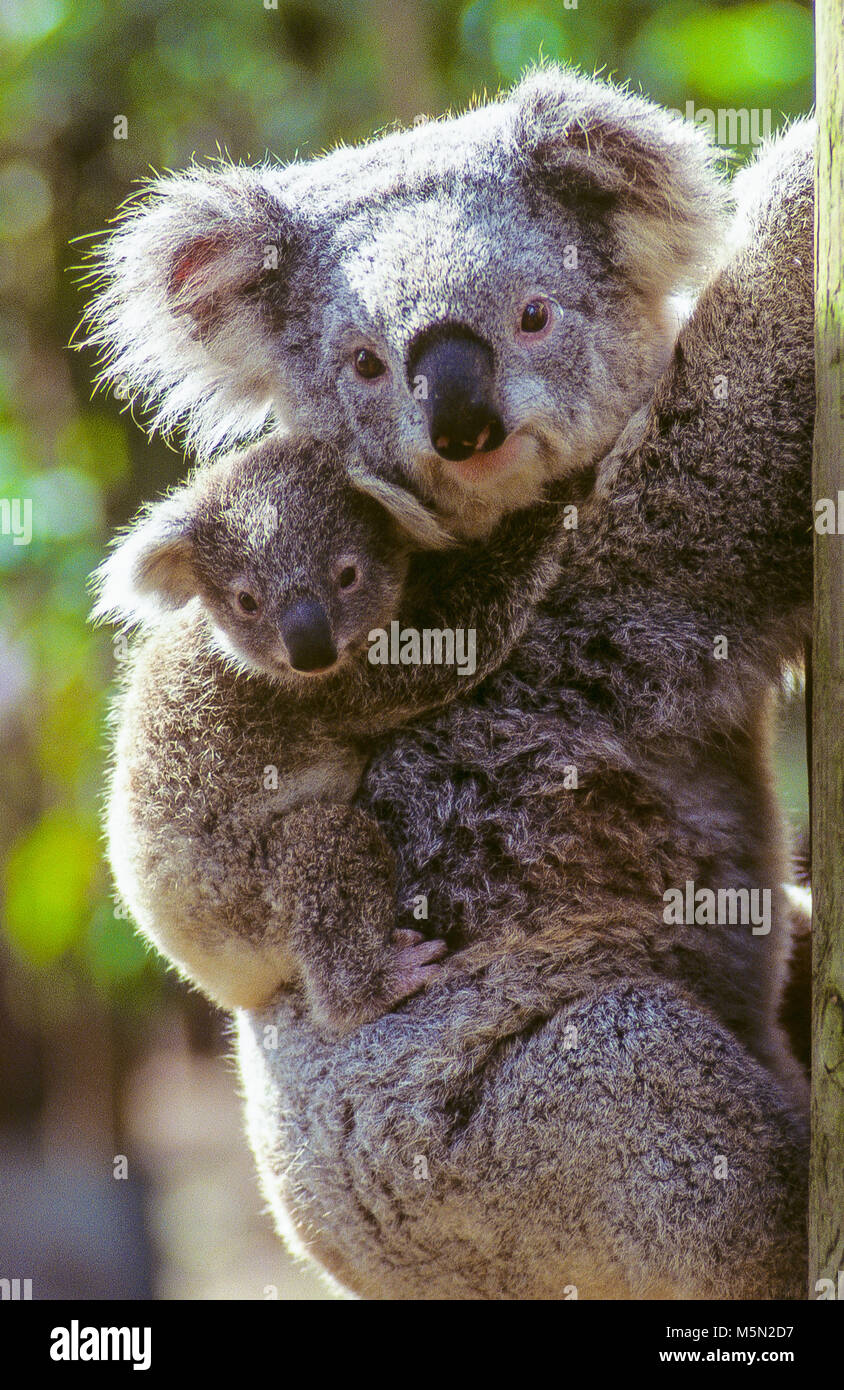 Der Koala (Phascolarctos Cinereus, oft ungenau als 