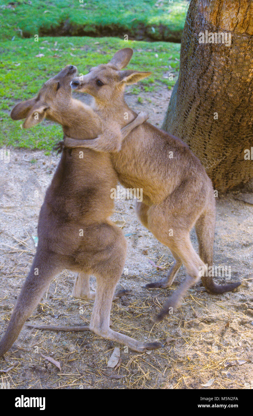 Australische Kängurus Boxen. Stockfoto