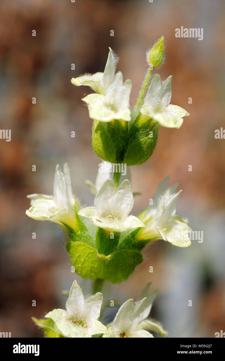 Sideritis, auch als ironwort bekannt, ist eine blühende Pflanzen für ihre Verwendung als pflanzliche Medizin bekannt, gemeinsame Stockfoto